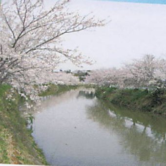 川沿いの桜