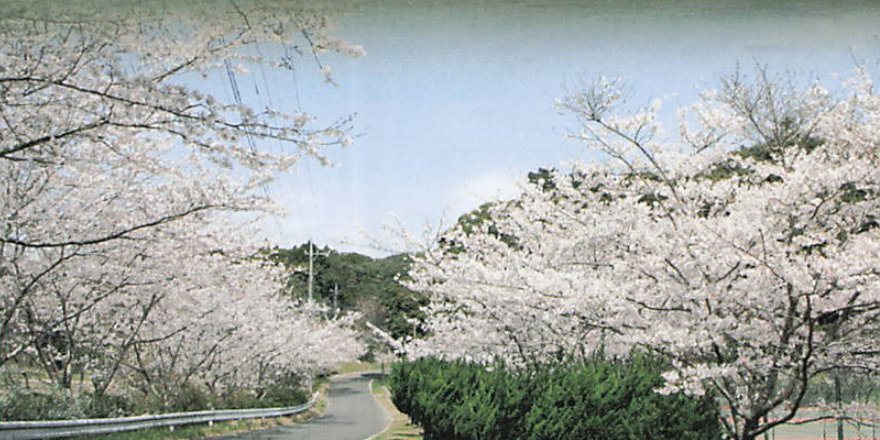 桜並木の道（東庄町）