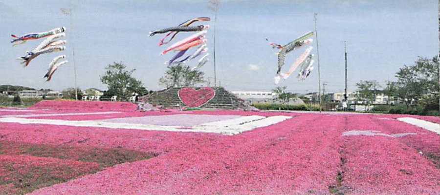 芝桜とこいのぼり