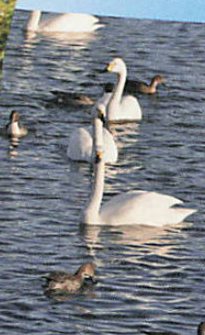 夏目の堰の白鳥